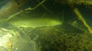 Ruinerwold  Night dive big pike [upl. by Naloc]