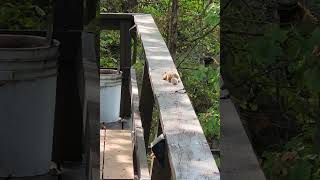 Nuthatch bird spots troublemaker chipmunk and jumps off the bench  hell no I am not staying here [upl. by Hoffer]