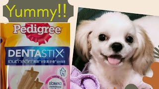 PEDIGREE DENTASTIX DOG TREATS for my SHIH TZU [upl. by Templa]