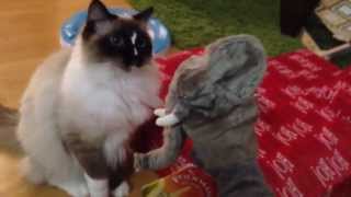 Butter vs Folkmanis Elephant Hand Puppet  ragdoll cats ラグドール [upl. by Tracey]