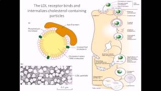 Cholesterol internalization by LDL receptor [upl. by Apurk925]