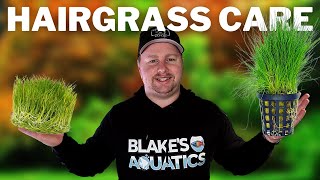 How to Get a Hairgrass Carpet  Dwarf Hairgrass Care and Propagation Guide [upl. by Yborian]