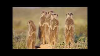 The snakebitten meerkats miraculous recovery  Planet Earth Live  BBC [upl. by Leamiba691]