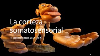 Clase Somatosensorial UCN 24Agosto2020 [upl. by Dercy]