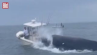 Buckelwal versenkt ein Fischerboot vor der Ostküste der USA  Spektakuläres Video [upl. by Jamaal]