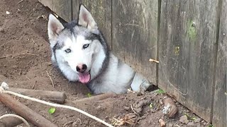 Huskies are known for being escape artists Funniest Dogs Ever [upl. by Zetrauq]