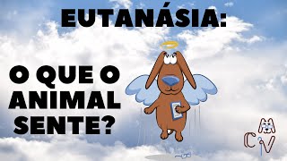 Eutanásia O Que o Animal Sente [upl. by Vinson]