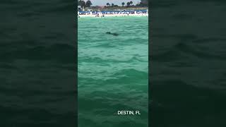 Bear joins vacationers at a Florida beach [upl. by Ahsekar967]