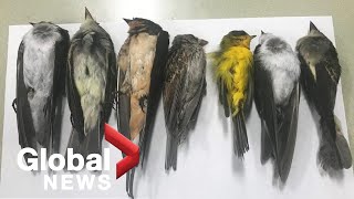 Is El Nino causing mass bird deaths in Mexico [upl. by Hollander732]