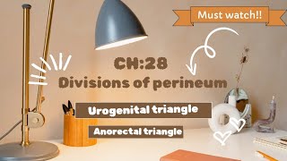 perineum  easiest explanation of urogenital triangle and ischeoanal fossa [upl. by Hector]