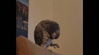 TJ the African Grey Snoring farting coughing yelling laughing Michael J and showing off [upl. by Lock]