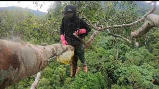 Catching wild honey is the most dangerous profession in the world [upl. by Ob]