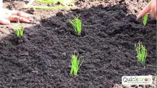 How To Grow Spring Onions  A Handy Step by Step Guide [upl. by Hittel]