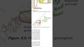 Geotropism  control and coordination class 10 science shorts class10 science study [upl. by Orofselet]