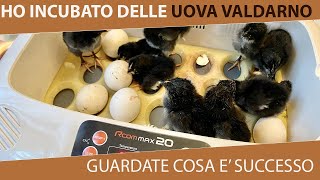 Incubare uova di gallina Valdarno Incubazione per 21 gg e nascita pulcini [upl. by Arob324]