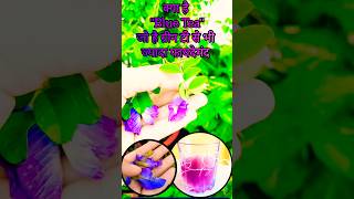 Blue Tea  अपराजिता की चाय के फायदे  how to make aprajita tea in hindi  benefits of blue tea tea [upl. by Servais506]