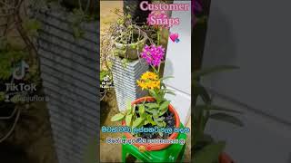 මටත් වඩා ලස්සනට මල් හදන මගේ ආදරණීය customers ල🥰💘Epidendrum Orchid🤩🤩🤩anjuflora [upl. by Dailey]