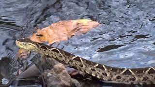 Bothrops asper Ferdelance or Common lancehead  Barba amarilla  Video 16 [upl. by Julina]