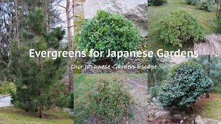 Five Essential Evergreens for Your Japanese Garden  Our Japanese Garden Escape [upl. by Ulane]