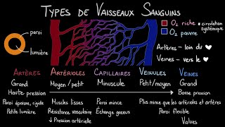 Les types de vaisseaux sanguins [upl. by Orren]