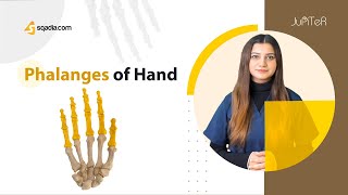 Phalanges of Hand Bone Anatomy of Upper Limb Skeletal System for Medical Students [upl. by Aicilec704]