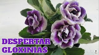 Gloxinia snningia cultivo como despertar bulbos chuyito jardinero [upl. by Frey]