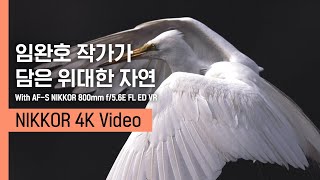 NIKKOR 800mm｜임완호 작가의 자연생태 영상 [upl. by Lledniw]