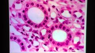 Simple Cuboidal Epithelium [upl. by Polk]