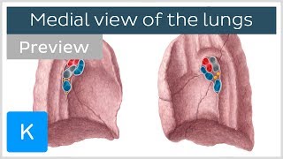 Lungs  Medial views structure and function preview  Anatomy  Kenhub [upl. by Neona]