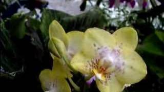 Phalaenopsis Orchid Care Made Easy [upl. by Naihr]