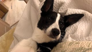 안녕 난 멋쟁이 보더콜리지 나를 소개할게😎 Border collie diary [upl. by Irahk357]