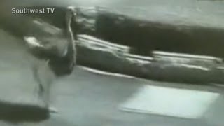 Ostrich runs wild on the streets of China collides with carsand jumps back up [upl. by Ivz911]