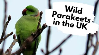 Things you need to know about RINGNECKED PARAKEETS [upl. by Seda]