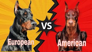 American Doberman vs European Doberman Comparison of American and European Doberman [upl. by Tomkins]