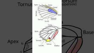 Butterfly Wings² 🦋  Observed in Description [upl. by Karli]