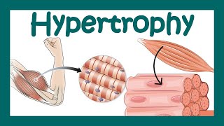 Hypertrophy  What is hypertrophy  Mechanism of muscle hypertrophy  How does hypertrophy happen [upl. by Darcia]