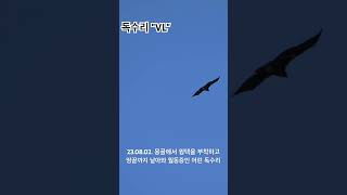 독수리 quotVLquot Cinereous vulture 독수리식당 해남군 [upl. by Cramer861]