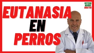 🔴 EUTANASIA en PERROS Que le inyectan Como se Hace Cuanto Tarda 🔴 Cuándo Sacrificar a un PERRO [upl. by Tades]