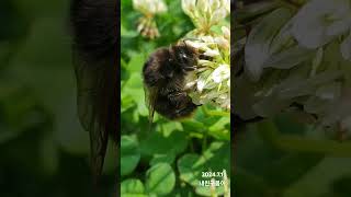 생이 끝나갑니다 마지막까지 최선을 다하고 있어요 좀뒤영벌 토끼풀 마지막 우리동네 Bombusardens bee bombus [upl. by Ike]