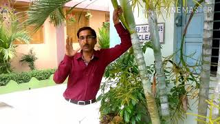 The Flowers and Fruits on Areca Palm and Phoenix [upl. by Charisse]