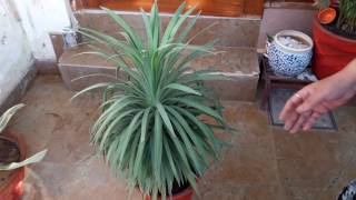 Yucca Plant Care  Fun Gardening  18 May 2017 [upl. by Haym]