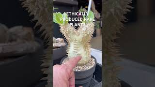 Seedgrown Pachypodium collection at intercityshow2023 [upl. by Ibbison]