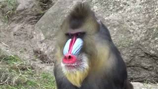 Mandrill Monkeys  Courtship and Mating  Mandrillus sphinx  Monkeys Full HD Video [upl. by Ailemaj]