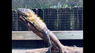 Banana Pectinata yellow Iguanas Hatchlings Adults caging and diet￼ [upl. by Natsuj]