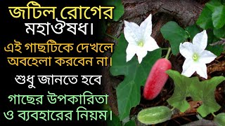 তেলাকুচা পাতার গুনাগুণtelakucha patar upokaritabenefits of telakucha leaves [upl. by Roberts623]