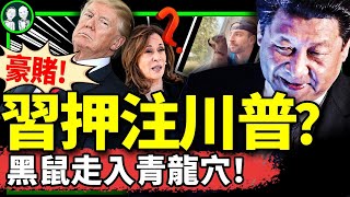 習近平押川普贏，愁武統要廢？中共對川普稱呼首度曝光，松鼠花生成2024美國總統大選黑兔，賀錦麗著急？廣東獨立後續（老北京茶馆第1281集20241104） [upl. by Eidnas]