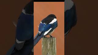 Eurasian Magpie Call magpie callsounds [upl. by Wadesworth]