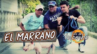 El Marrano  Los De YolombÃ³ l Video Oficial [upl. by Omland]