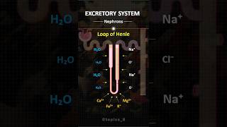 Nephrons  trendingshorts shorts shortvideo biology kidney medicalstudent medico [upl. by Ttenyl]