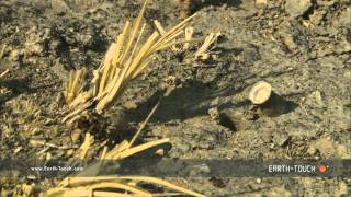 Wolf spiders termite hunt goes wrong [upl. by Lamaaj]